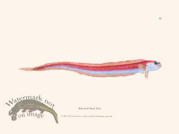 065 Rubescent Band -Fish